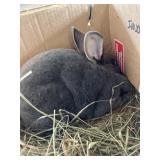 Rabbit