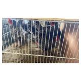 Barred Rock Hens
