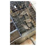 Cream Legbar Pullets