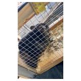 Chinchilla Family - 7/6/26