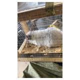 Male Chinchilla - 9/11/24