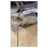 Buck Rabbit