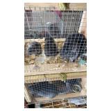 Chinchilla Family - 6/17/26