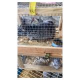 Chinchilla Family - 6/29/26