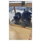 Chinchilla Family - 5/9/26