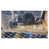 Chinchilla Family - 7/4/26