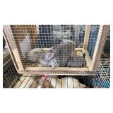 Chinchilla Family - 6/23/26