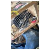 Chinchilla Family - 6/23/26