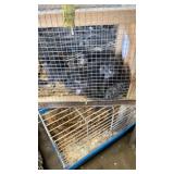 Chinchilla Family - 5/9/26