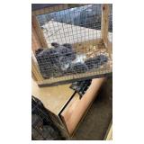 Chinchilla Family - 7/4/26