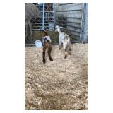 Bottle Baby Goats
