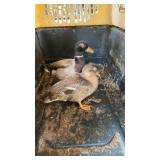 Pair Pastel Call Ducks