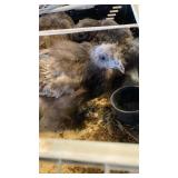Blue silkie hens