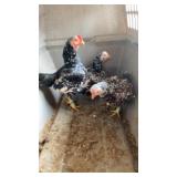 Trio Spangled Cornish Bantams