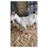 Sonin Danny Goat - IN AK 5242