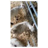 Sonin Buck Kid - INAK 5246