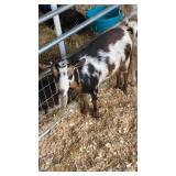 Nigerian Nanny Goat - IN AK 5243