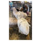 Zombie hens