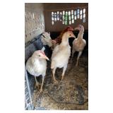 Quad Red Pyle Modern Game Bantams