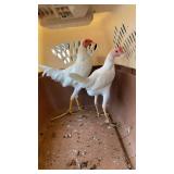 Pair White Modern Game Bantams