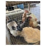 Laying hens
