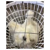 Pair white silkies