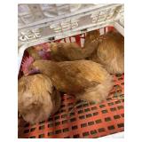 Roosters