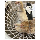 Bantam hens