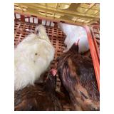 Roosters