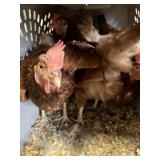 Laying hens