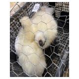 Pair white silkies
