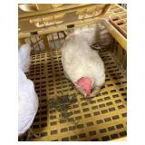 Laying hens