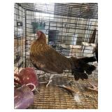 Pair game birds