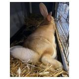 sandy doe flemish giant rabbit
