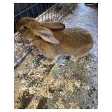 flemish giant buck rabbit