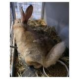 sandy doe flemish giant rabbit