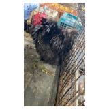 Frizzle Rooster