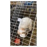 holand lop buck papered