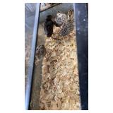 Pheasant Chicks