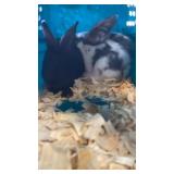 Flemish Giant Rabbits