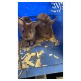 Bunnies