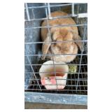 holland lop doe papered