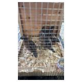 Quail