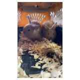 Bunnies