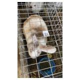 magpie buck rabbit