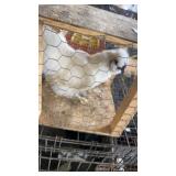 Silkie Rooster