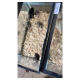Pheasant Chicks