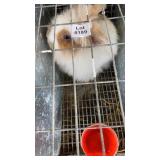 papered lionhead doe