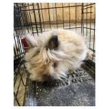 Lionhead Rabbit