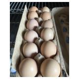 1 Doz. Plymouth Rock Eggs